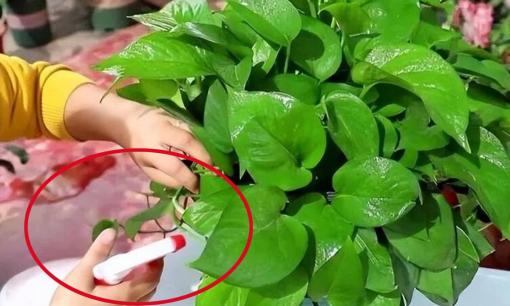 Bí quyết để cây trầu bà mọc lá xanh mướt: Cho cây uống 2 loại “nước” rẻ tiền mà nhà nào cũng có sẵn