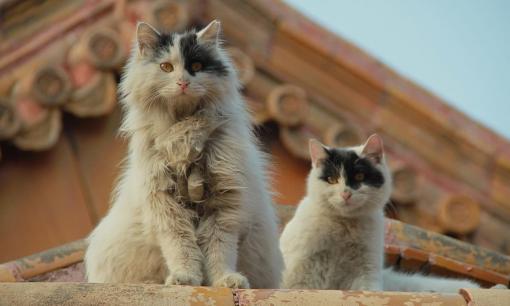 Tử Cấm Thành có một đội quân hơn 200 'ngự miêu' giữ nhiệm vụ đặc biệt, rất ít người biết