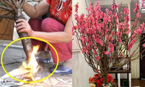 Tết 2025 sắp đến rồi, đừng đốt gốc đào nữa! Đây mới là cách thúc đào nở nhanh, hết Tết vẫn rực rỡ