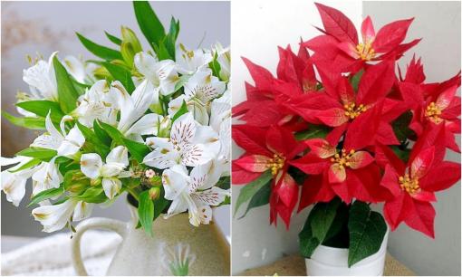 6 loại hoa 'chiêu tài, đón lộc' nên trưng trong phòng khách, người giàu cần biết