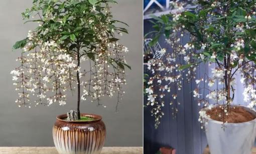 Có 3 nguyên nhân chính khiến hoa dạ ngọc minh châu không nở, hãy xem bạn đã làm sai bao nhiêu trong số đó? 