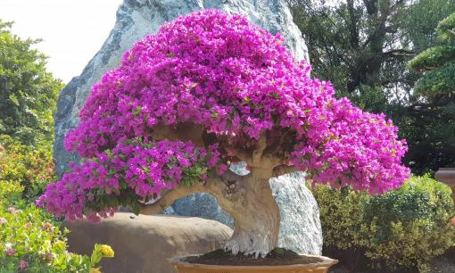 Để hoa giấy nở bung kín cành và tươi lâu từ nay đến Tết, chỉ cần tưới thứ nước 'rẻ bèo' này thường xuyên