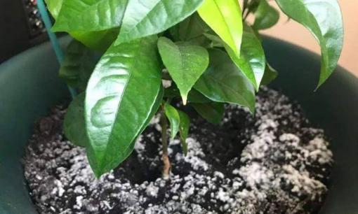 Cần xử lý nấm mốc gốc, làm ngay 3 bước này sẽ không sợ thối rễ, vàng lá 