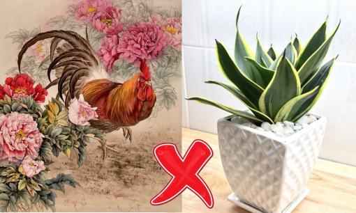 Người thuộc tuổi này nên tránh xa cây lưỡi hổ, vì trồng một cây cũng dễ gặp xui xẻo, tiền bạc và phúc lộc bị tiêu tan