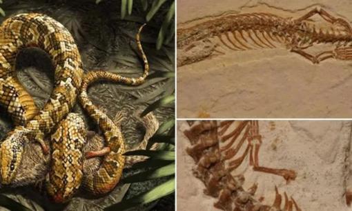 Tổ tiên loài rắn đã mất đôi chân như thế nào sau 26 lần tiến hóa?