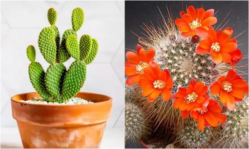 Trồng cây xương rồng như thế nào để hóa giải đào hoa sát, gỡ rối tình duyên?