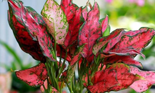 5 cây cảnh 'chiêu tài, hút lộc' cho người mệnh Hỏa, thích hợp đặt ở bàn làm việc