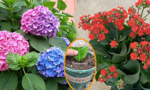 Không cần tốn tiền, chỉ cần ngắt lá và cắm đất, bạn sẽ có ngay chậu hoa đẹp từ 3 loại cây dễ trồng này