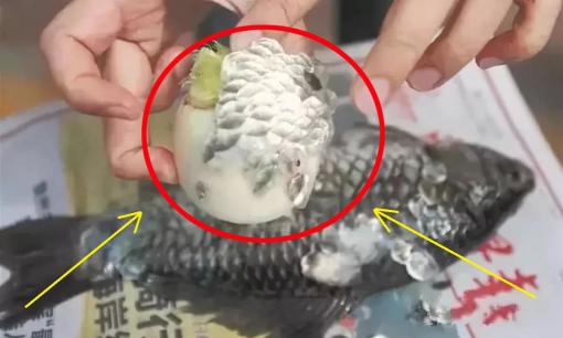 Đó là 'báu vật' của cá! Nhiều người vứt đi như rác nhưng họ không biết rằng nó cũng bổ dưỡng chẳng kém vây cá mập