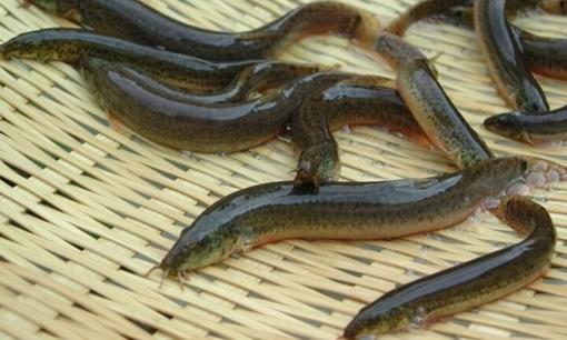 Loại cá bổ dưỡng hơn cả nhân sâm, hàm lượng canxi cao gấp 6 lần cá chép nhưng lại ít người biết đến