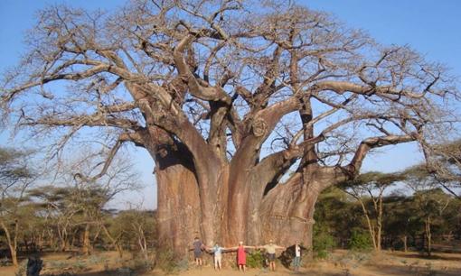 Việt Nam sở hữu loài cây độc nhất thế giới! Có thể chứa được 120.000 lít nước, nuôi sống cả gia đình trong nửa năm