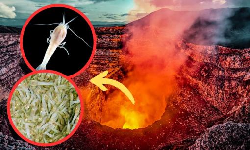 Kinh ngạc trước loài tôm 'không mắt' sống sót kỳ diệu ở miệng núi lửa 450°C