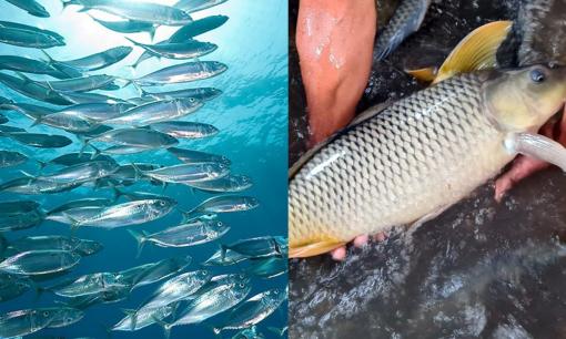 Cá biển và cá nước ngọt, loại nào tanh hơn và tốt hơn cho sức khỏe? 