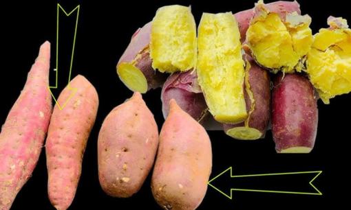 Mua khoai lang nên chọn loại ‘dài mảnh’ hay ‘dày và tròn’? Có sự khác biệt lớn về chất lượng và hương vị