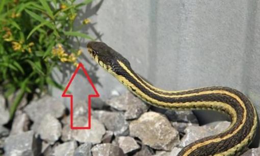 Hai loại hoa khiến rắn khiếp sợ, trồng một cây trong nhà rắn sẽ 'chạy mất vía'