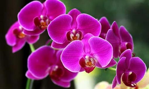 Bí quyết chọn lan Hồ Điệp bền đẹp, có lộc, chơi hết Tết Nguyên Đán vẫn rực rỡ, nhà giàu nào cũng thích chưng