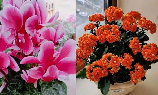 Đặt 5 loại cây này trong nhà vào mùa đông, lá và hoa màu sắc rất đẹp, thích hợp cho người mới tập trồng