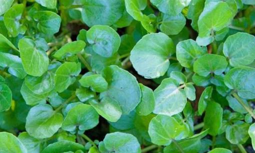Loại rau 'tốt nhất thế giới', giúp phòng chống ung thư, bán đầy ở chợ Việt mà giá lại rẻ bèo