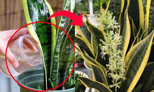 Tận dụng ngay thứ 'nước thần thánh' này để hô biến cây lưỡi hổ còi cọc thành cây tài lộc nở hoa rực rỡ