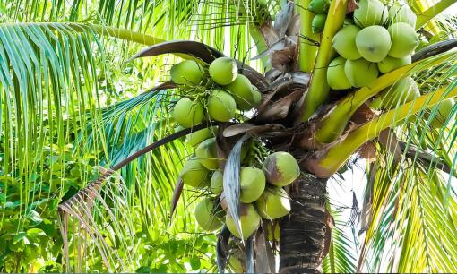  Cây dừa 'bất thường' nhất thế giới không cho ra một trái dừa nào nhưng lại nuôi sống hàng triệu người