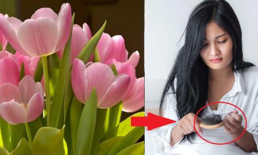 Không muốn bị hói đầu, rụng lông mi thì tuyệt đối không trồng loại cây này trong nhà