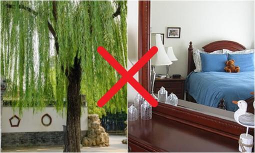 Các cụ dặn: '4 cây không trồng trước cửa, 3 vật không treo trong nhà', đó là những cây gì, vật gì?