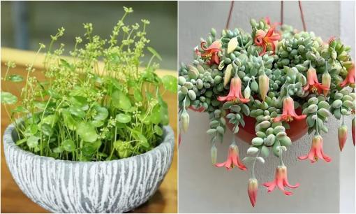 Những loại cây cảnh này trong nhà bất ngờ trổ hoa là điềm báo hao tài, tốn của, gia chủ nên cẩn thận