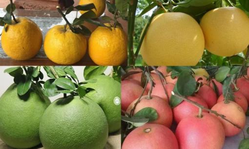 Thắp hương Tết âm lịch Ất tỵ 2025 nên chọn giống bưởi gì? Bưởi đỏ, bưởi vàng, bưởi xanh - loại nào mới thu hút tài lộc? 