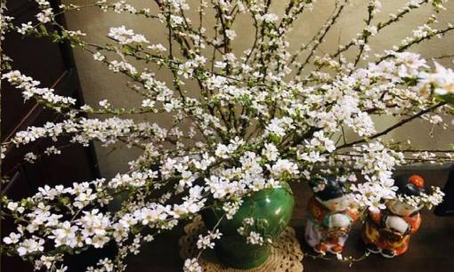 Hoa tuyết mai có ý nghĩa gì? Cách cắm và dưỡng hoa tuyết mai nở bung trắng xóa đúng ngày Tết Nguyên đán 2025