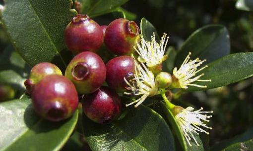 Một loại cây đặc biệt nên trồng trước nhà, vừa tốt phong thủy lại giúp kiếm tiền từ nụ hoa, giá trị cao 140 nghìn đồng/kg