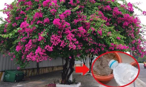 Tưới hoa giấy bằng loại nước này, Tết 2025 hoa nở rực rỡ khắp sân nhà, tuôn trào như suối 