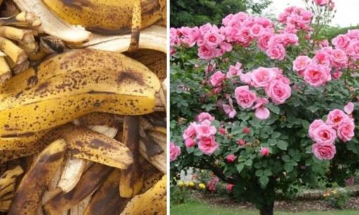 Chôn thứ bỏ đi này dưới gốc hoa hồng: Mầm non tua tủa, hoa bung nở rực rỡ đúng Tết Nguyên đán Ất Tỵ 2025 