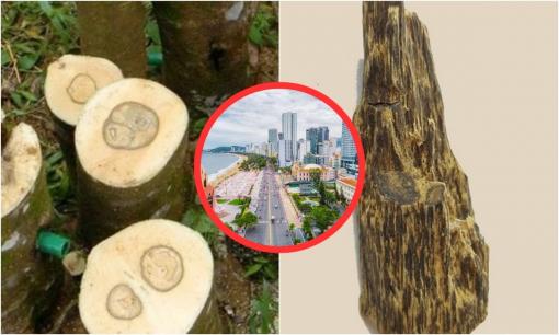 Một địa phương ở Việt Nam sở hữu loại gỗ tốt nhất thế giới, quý hơn kim cương, giá khủng lên đến 50 tỷ/kg