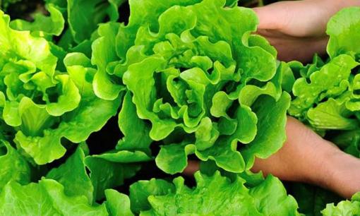 Tôi phải mất 40 năm sống mới biết được dư lượng thuốc trừ sâu trong 6 loại rau này là “0”