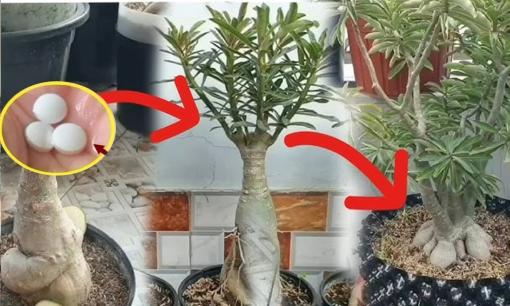 Bón 3 loại “thuốc” vào chậu thì cây hoa sẽ không bị héo úa vàng, lá sẽ phát triển tươi tốt trong mùa đông