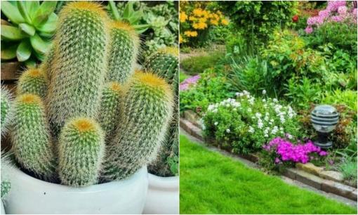 Tránh trồng những loại cây dễ 'mang họa' vào nhà, càng thịnh người càng suy, hãy nhớ kỹ