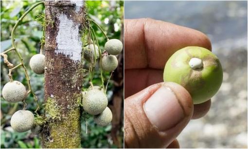 'Cây tử thần' nguy hiểm nhất thế giới: không thể chạm vào, chặt hay đốt, các nhà khoa học nhìn thấy cũng bất lực 