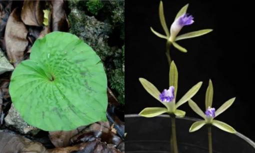 Loài cây cực hiếm ở Việt Nam chỉ có duy nhất một chiếc lá trong đời, được xem là hiếm có khó tìm trên thế giới