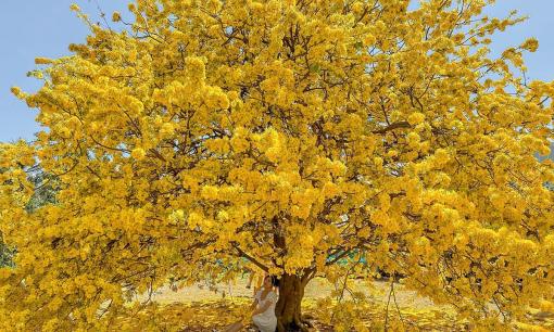 Tết Nguyên đán 2025: 6 cây cảnh 'toả mùi giàu sang', người có tiền thích chưng trong nhà để chiêu may, gọi lộc