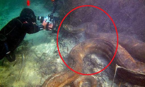 Phát hiện ở Amazon có con rắn lớn nhất thế giới, mọi người phải sửng sốt vì chiều dài và cân nặng vượt xa sức tưởng tượng