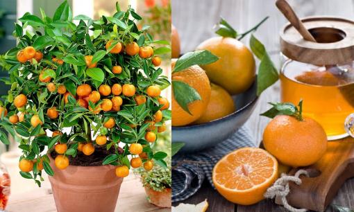 Quả quất cảnh trưng ngày Tết có ăn được không?