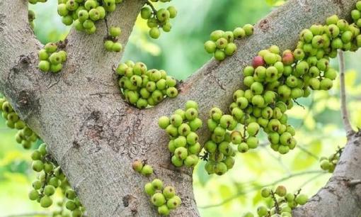 Tết Nguyên đán 2025: Vì sao Tết đến xuân về nhất định phải có sung trong nhà? 