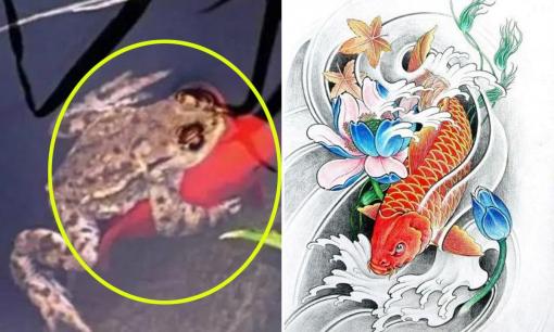 Giải nghĩa hiện tượng cóc vàng ôm cá chép! Tại sao cảnh tượng này lại xảy ra?