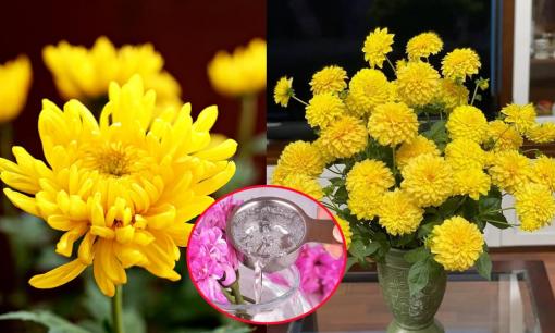 Đừng chỉ dùng nước lã cắm hoa cúc nữa! Thêm 1 thứ này hoa cúc tươi mới cả 10 ngày Tết, đón phúc lộc tràn đầy
