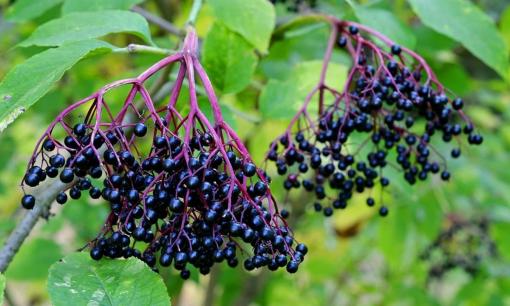 Các nhà khoa học Mỹ chỉ đích danh một loại quả mọc hoang ở Việt Nam được xem như 'thần dược'