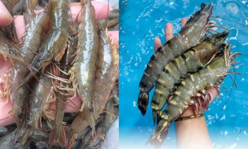 Tôm sông và tôm biển: Loại nào ngon hơn, bổ dưỡng hơn? Đừng để giá cả đánh lừa, sự thật sẽ khiến bạn bất ngờ