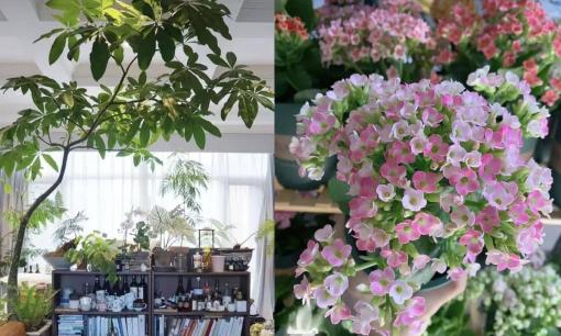 Tổ tiên có câu: “Nếu trồng 4 loại hoa trong nhà thì gia đình sẽ thịnh vượng'