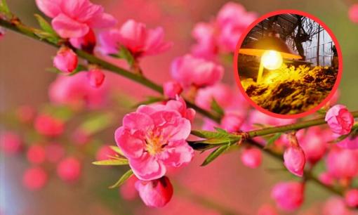 Bí quyết 'vàng' giúp hoa nở rộ, kéo dài vẻ đẹp suốt Tết 2025