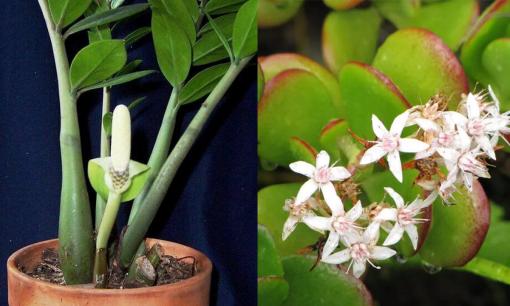 Tổ tiên dặn rằng có 5 loại cây chục năm không ra hoa, nhưng khi hoa nở sẽ mang đến điềm báo thịnh vượng và tài lộc cho gia đình