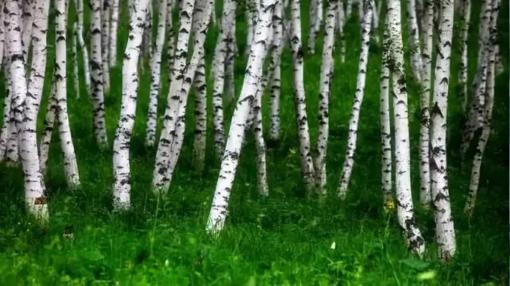 Loại cây cứng nhất thế giới, cứng hơn cả thép, đạn bắn cũng không thể xuyên thủng